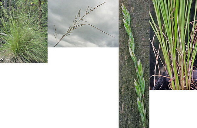 poa labillardieri