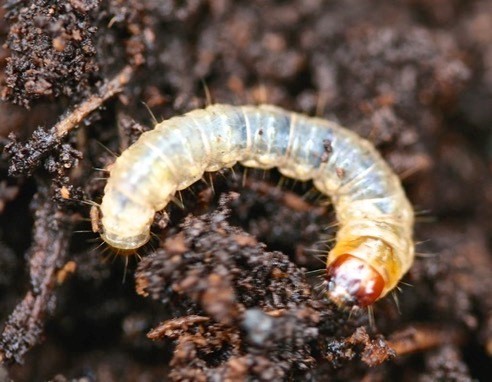 rain moth caterpillar bardi grub