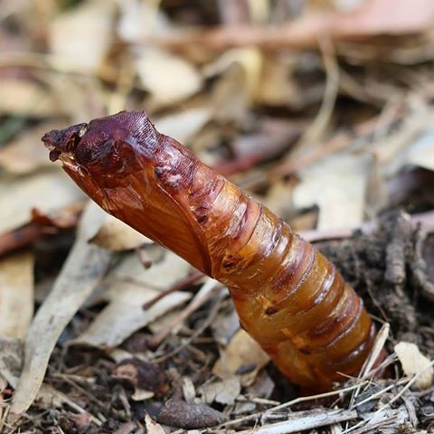 rain moth pupae shell