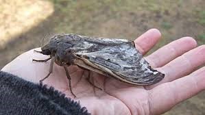 rain moth trictena atripalpis