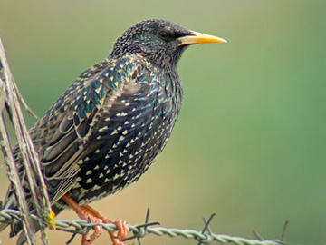 starling sturnus vulgarus