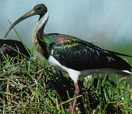 straw necked ibis