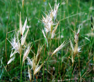 wallaby grass austrodanthonia