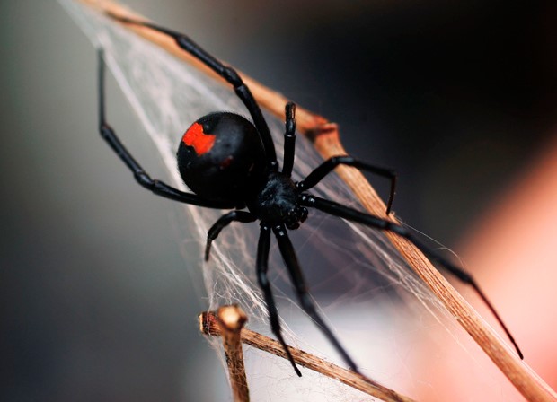 redback