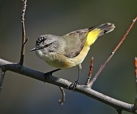 yellow rumped thornbill